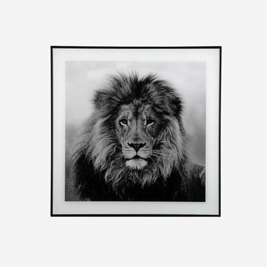 Tableau Lion (2 x 50 x 50 cm)