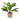 Dekopflanze mit Zementvase (15 x 48 x 15 cm)