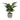 Plante décorative avec Vase en ciment (15x47x15 cm)