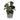 Plante décorative avec vase en ciment (15 x 40,5 x 15 cm)