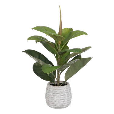 Planta Decorativa Roble (58 cm)